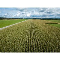 CORN SILAGE